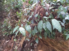 Ficus sarmentosa nipponica