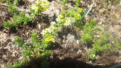 Galium neglectum