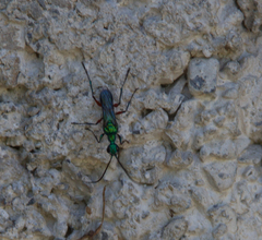 Ampulex compressa