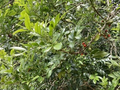 Trichilia havanensis