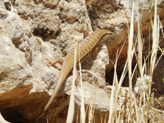 Heremites auratus
