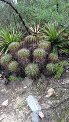 Ferocactus flavovirens