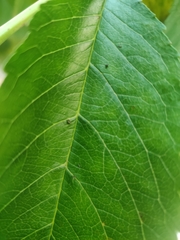 Myzus cerasi
