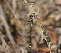 Eusynthemis virgula