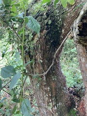 Trichilia havanensis