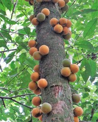 Chrysophyllum