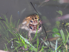 Incilius porteri