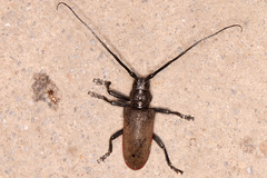 Ceroplesis ferrugator