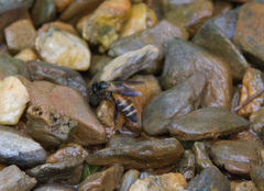 Apis dorsata