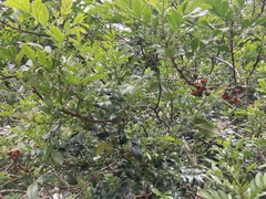 Trichilia havanensis