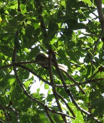 Psaltriparus minimus