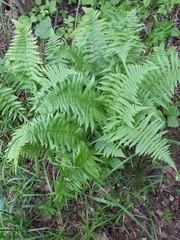 Dryopteris filix-mas