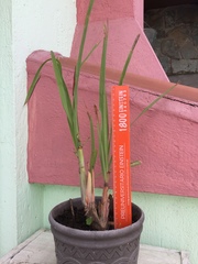 Cymbopogon citratus