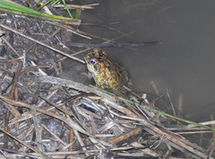 Incilius porteri