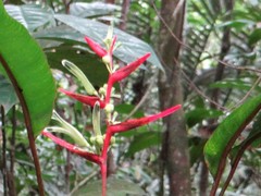 Heliconia acuminata