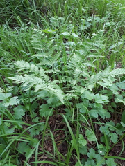 Dryopteris carthusiana