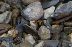 Apis dorsata