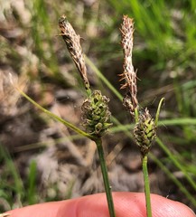 Carex vestita