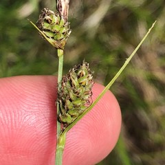 Carex vestita