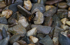 Apis dorsata