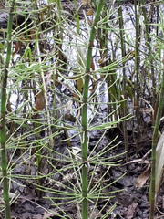 Equisetum fluviatile