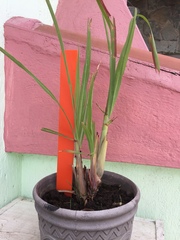Cymbopogon citratus