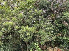 Trichilia havanensis