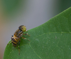 Eristalinus