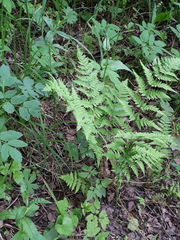 Dryopteris carthusiana