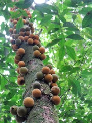 Chrysophyllum