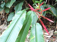 Heliconia acuminata