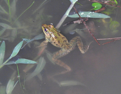 Lithobates lenca