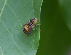 Eristalinus