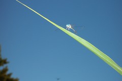 Micrathyria longifasciata