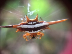 Gasteracantha versicolor