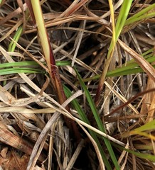 Carex vestita