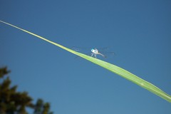 Micrathyria longifasciata