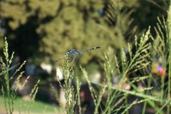 Micrathyria longifasciata