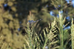 Micrathyria longifasciata