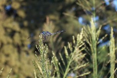 Micrathyria longifasciata
