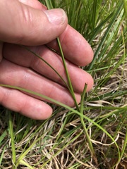 Carex vestita