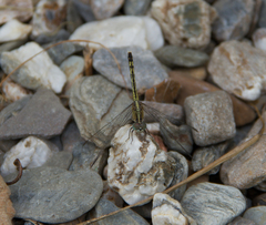 Diplacodes trivialis