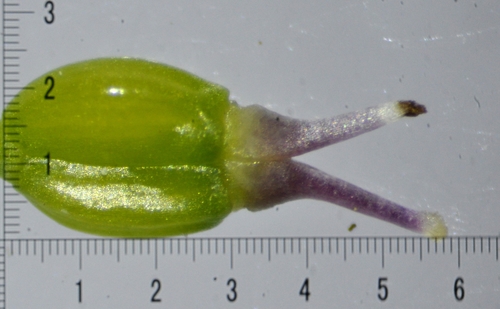 Pignut