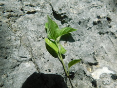 Solanum adscendens