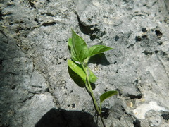 Solanum adscendens