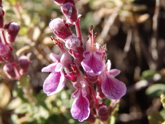 Teucrium salviastrum