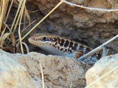 Heremites auratus