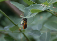 Megachile