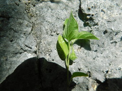 Solanum adscendens