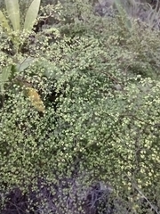 Adiantopsis dichotoma